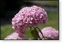 bloemen bloem hdr natuur flora roos rozen tulp tulpen orchidee orchideeen zonnebloem geranium cannabis marihuana wiet hennep sativa indica
